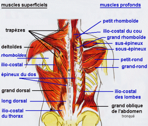 Les gels le médicament contre la dorsalgie dans les reins